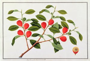 Booa Ara, inedible wild fruit, from Drawings of Plants from Malacca, c.1805-18